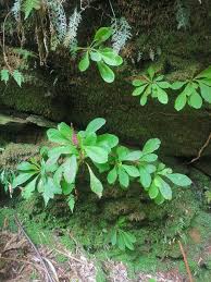 Image result for Blainvillea gayana