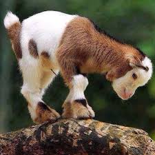 King Of His Own Little Hill Cute Animals Cute Baby Animals Animals