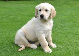 Only permanent loving homes will be considered. Golden Retriever Puppies In Dubai Pure Breed Pups Pet Mania Dubai