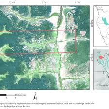 Image result for Schistostephium crataegifolium
