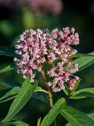 Image result for Asclepias schumanniana