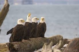 Photographer Rolf Hicker Photography Picture Of A Group Of Bald Eagles Sitting On A Log In The Late Afternoon In Ala Bald Eagle Wild Animals Pictures Animals