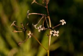 Image result for Kohautia caespitosa