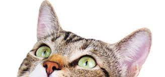 Free delivery and returns on ebay plus items for plus members. Cat Adoption Search By Color Age Breed Location And More