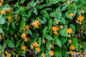 Image result for Vernonia sutherlandii