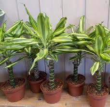 Image result for Dracaena steudneri