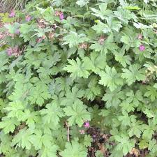 Image result for Chlorophytum macrorrhizum