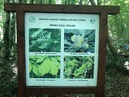 Meşenin öyküsünde demlenmek