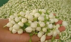 Melati adalah salah satu bunga taman. 10 Manfaat Bunga Melati Untuk Kesehatan Anda