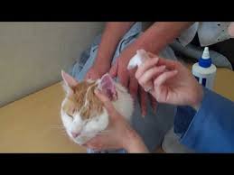 Olive oil for cats acts as an antioxidant that strengthens a feline's immune system because olives are high in vitamin e, polyphenols, and chlorophyll. How To Clean Cat Ears 14 Step By Step Guide