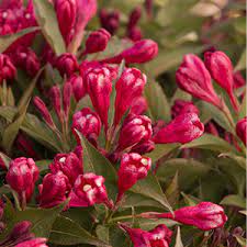 Others may have flowers but it is not their primary feature. Some Favorite Cold Zone Shrubs
