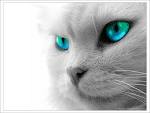 Les yeux d'un chat