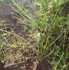 Image result for Albuca virens