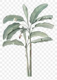 Hand Drawn Banana Tree Design Element Free Image By Rawpixel Com Eyeeyeview In 2020 Tropical Leaves Illustration Leaf Drawing Tree Illustration