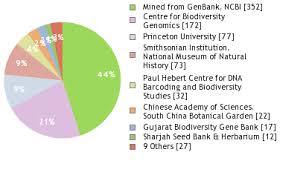 Image result for Indigofera erythrogramma