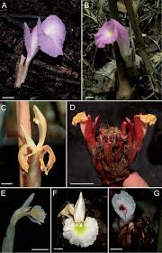 Image result for Aframomum