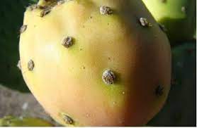 The skin of the fruit is covered in tiny needles (called glochids). Eating Cactus Prickly Pear For Food Extension University Of Nevada Reno