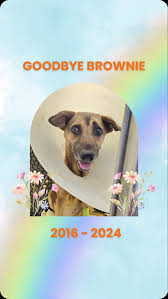 Help us continue caring for dogs like Brownie, ., ., Recently, we bid  goodbye to Brownie. , Brownie lived in Jurong Island all her life, and was  dearly loved by her caregivers at the shelter. , ...