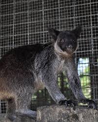 Image result for tree kangaroo