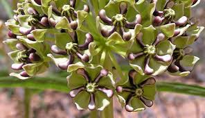 Image result for Asclepias aurea