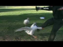 You can stop a goose's aggression by respectfully leaving its. Angry Geese Attack People With Cameras Youtube