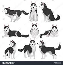siberian husky set white and black purebred dog animal in various poses vector illustration on a white backgroun eskizy zhivotnyh zhivotnoe sidit risunok sobaki
