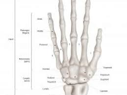 My only account, all of my socials link in my bio. Bones In The Wrist Joi Jacksonville Orthopaedic Institute