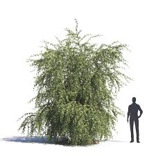 Image result for Balanites aegyptiaca