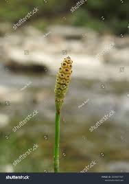 Image result for Equisetum ramosissimum