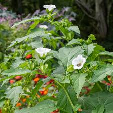 Image result for Nicandra physalodes