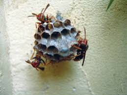 Bees do not seek out humans unless they perceive them as a threat, so insect repellants for personal protection are not typically useful. Bee Sting By Bakhtiyar K Linkedin
