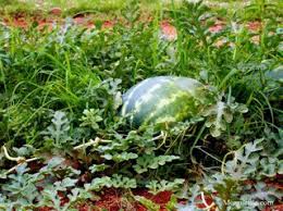 So plant where there is plenty of open ground. How To Grow Watermelons Growing And Caring For Watermelons