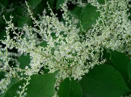 Wächst irgendwo japanischer staudenknöterich (fallopia japonica), werden oft schwere geschütze aufgefahren. Japanischer Staudenknoterich Fallopia Japonica Beschreibung Steckbrief Systematik