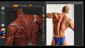 Not only will you have fun but you will gain a deep sense. Understanding The Back Muscles Anatomy Of The Torso For Artists Youtube