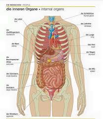 Die inneren organe des menschen 36 (from 10 to 50) based on 10 ratings. Deutsch Lernen On Twitter Italian Language Learning Learning Italian Italian Language