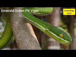 Cute reptiles viper snake pit viper amphibians viper snake venom rare animals snake images cobra snake. Emerald Green Pit Viper Youtube
