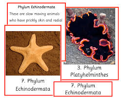 Image result for Phyla