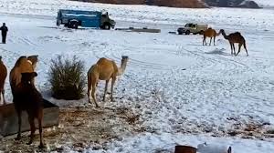 The accumulation of dreams and dew drops resides here. Camels Trade Sand For Snow In Saudi Arabia