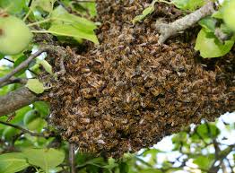 Maybe you would like to learn more about one of these? How Bee Infestations Happen Before Bee And Wasp Removal
