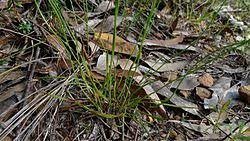 Image result for Xyris fugaciflora