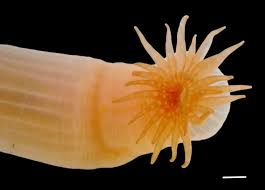 Unprecedented Surge: Record 1,121 New Species Discovered in 2026 Ocean Census