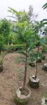 Image result for Cassia nodosa