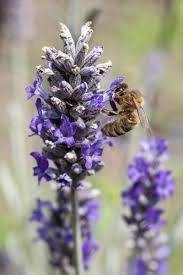 Many bees feed on the nectar from flowers. Herbs For Honeybees Creating A Bee Friendly Herb Garden