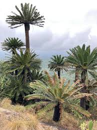 Image result for Encephalartos umbeluziensis