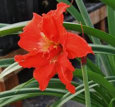 Image result for Hippeastrum puniceum
