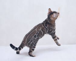 Shipping and handling costs are additional ~ we work with a courier that will hand deliver to the airport near you. Hermes Deluxe Cattery Bengal Kittens For Sale Bengal Cat Breeder