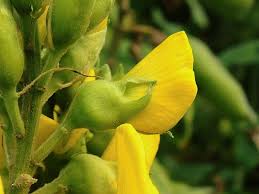 Image result for Crotalaria micans