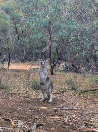 6 Weeks In Australia Highlights Costs Out Chasing Stars Canberra Australia Australia Canberra