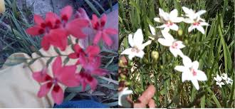 Image result for Freesia laxa