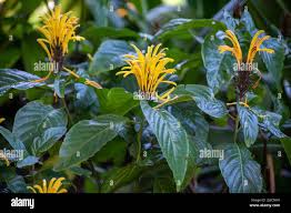 Image result for Justicia aurea